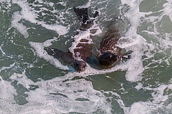 �������������� ������� ��� (Zalophus californianus)