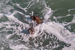 �������������� ������� ��� (Zalophus californianus)