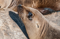 �������������� ������� ��� (Zalophus californianus)