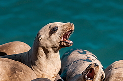 �������������� ������� ��� (Zalophus californianus)