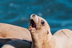 �������������� ������� ��� (Zalophus californianus)