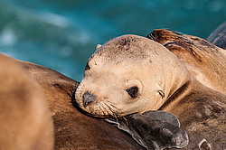 �������������� ������� ��� (Zalophus californianus)