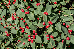 ��������� ��������� (Lonicera tatarica)