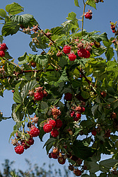 ������ ������������ (Rubus idaeus)