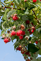 ������ ������������ (Rubus idaeus)