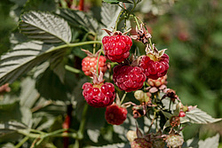 ������ ������������ (Rubus idaeus)