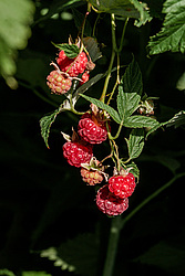 ������ ������������ (Rubus idaeus)