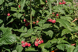 ������ ������������ (Rubus idaeus)