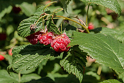 ������ ������������ (Rubus idaeus)