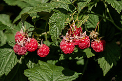 ������ ������������ (Rubus idaeus)