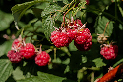������ ������������ (Rubus idaeus)