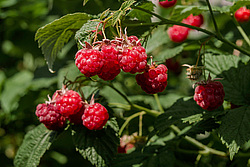 ������ ������������ (Rubus idaeus)