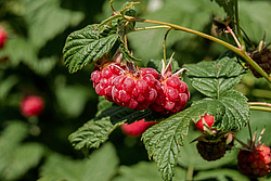 ������ ������������ (Rubus idaeus)
