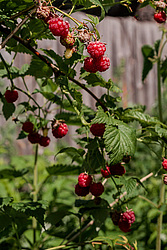 ������ ������������ (Rubus idaeus)