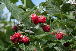������ ������������ (Rubus idaeus)