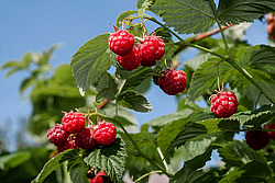 ������ ������������ (Rubus idaeus)