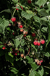 ������ ������������ (Rubus idaeus)