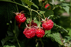 ������ ������������ (Rubus idaeus)