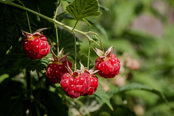 ������ ������������ (Rubus idaeus)