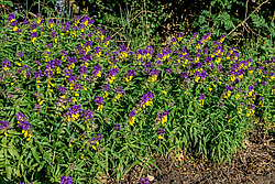 ��������� ��������� (Melampyrum nemorosum)