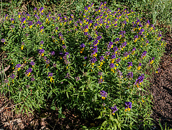 ��������� ��������� (Melampyrum nemorosum)