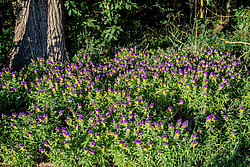 ��������� ��������� (Melampyrum nemorosum)