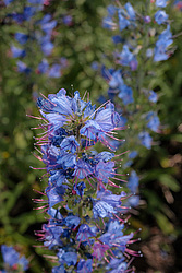����� ������������ (Echium vulgare)