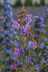 ����� ������������ (Echium vulgare)