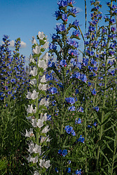 ����� ������������ (Echium vulgare)
