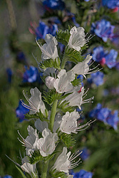 ����� ������������ (Echium vulgare)