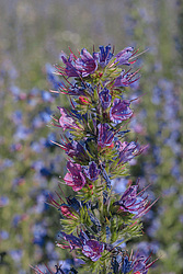 ����� ������������ (Echium vulgare)