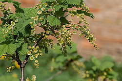 ��������� ������� (Ribes rubrum)