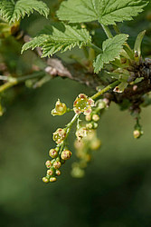 ��������� ������� (Ribes rubrum)