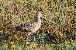 ��������� ���������� (Limosa fedoa) ����������