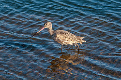 ��������� ���������� (Limosa fedoa) ����������