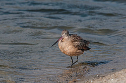 ��������� ���������� (Limosa fedoa) ����������
