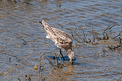 ��������� ���������� (Limosa fedoa) ����������