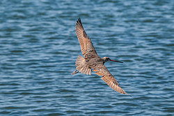 ��������� ���������� (Limosa fedoa) ����������