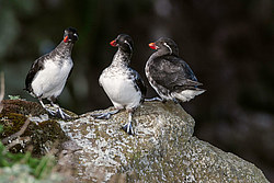 ���������� (Cyclorrhynchus psittacula)