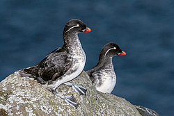 ���������� (Cyclorrhynchus psittacula)