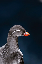 ���������� (Cyclorrhynchus psittacula)