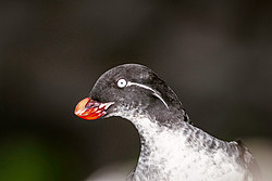 ���������� (Cyclorrhynchus psittacula)