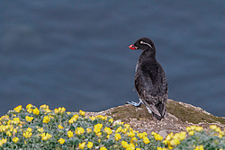 ���������� (Cyclorrhynchus psittacula)