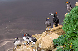 ���������� (Cyclorrhynchus psittacula)