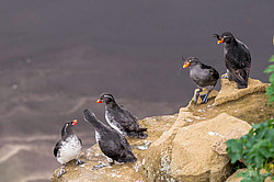 ���������� (Cyclorrhynchus psittacula)