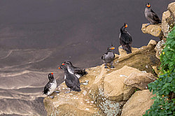 ���������� (Cyclorrhynchus psittacula)