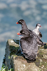 ���������� (Cyclorrhynchus psittacula)