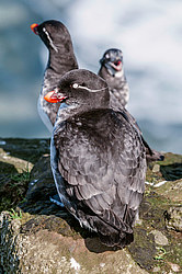 ���������� (Cyclorrhynchus psittacula)