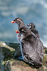 ���������� (Cyclorrhynchus psittacula)