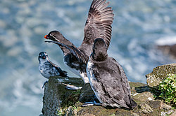 ���������� (Cyclorrhynchus psittacula)